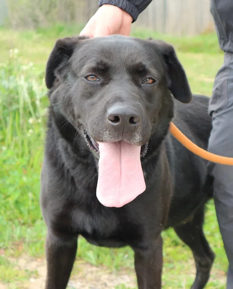 JOCK, Preto male senior Labrador Retriever for adoption at O Cantinho da Milu, Lisbon