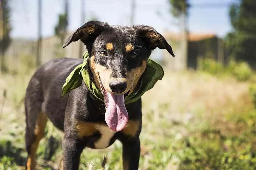Fizz, Preto e Castanho male senior Mixed Breed for adoption at O Cantinho da Milu, Lisbon