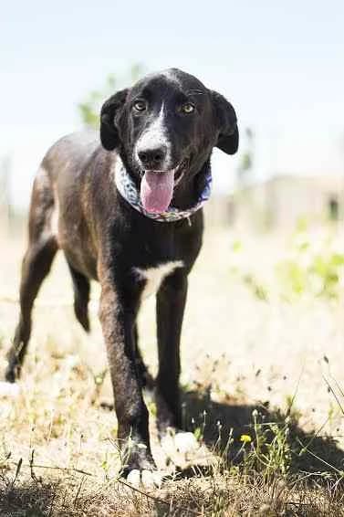 FIRE, Preto e Branco male senior Mixed Breed for adoption at O Cantinho da Milu, Lisbon