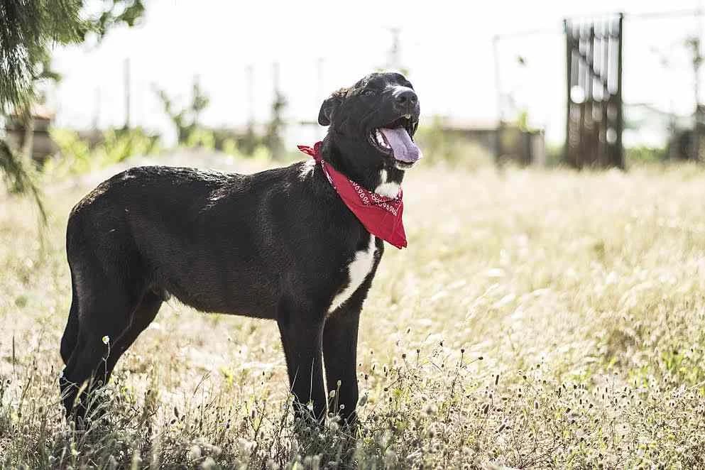 FLASH, Preto e Branco male senior Mixed Breed for adoption at O Cantinho da Milu, Lisbon