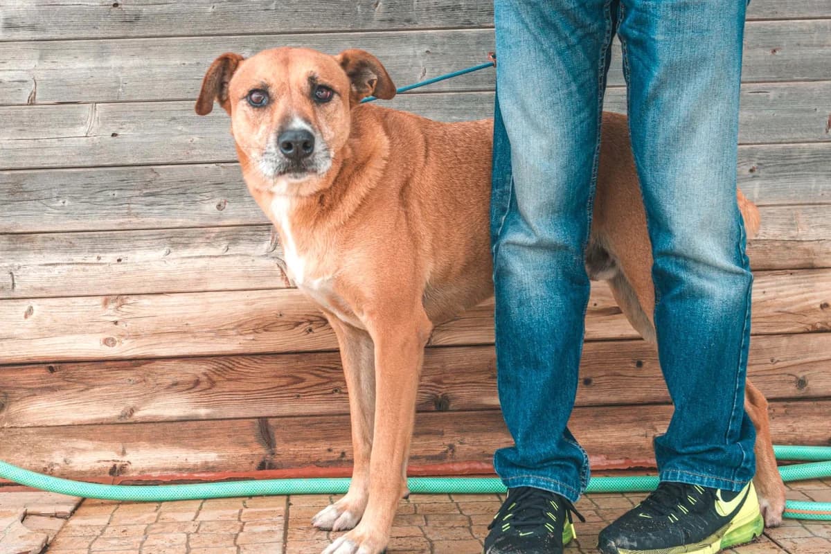 ELMO, Castanho e Branco male senior Mixed Breed for adoption at O Cantinho da Milu, Lisbon