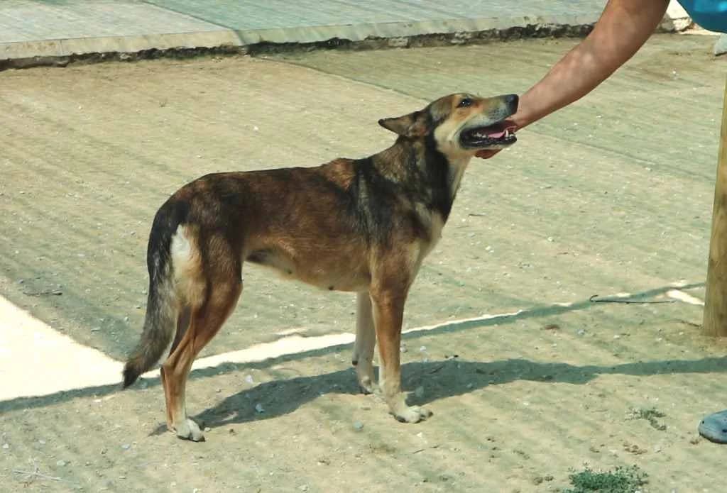 MOZA, Castanho female senior Mixed Breed for adoption at O Cantinho da Milu, Lisbon