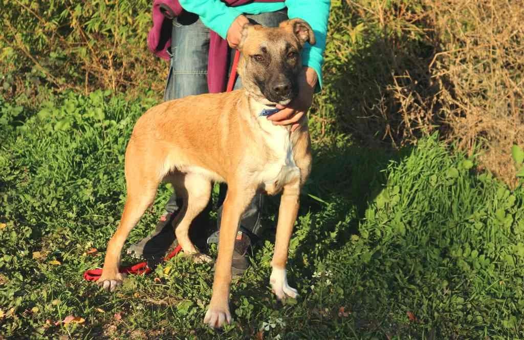PIPA, Castanho female senior Mixed Breed for adoption at O Cantinho da Milu, Lisbon