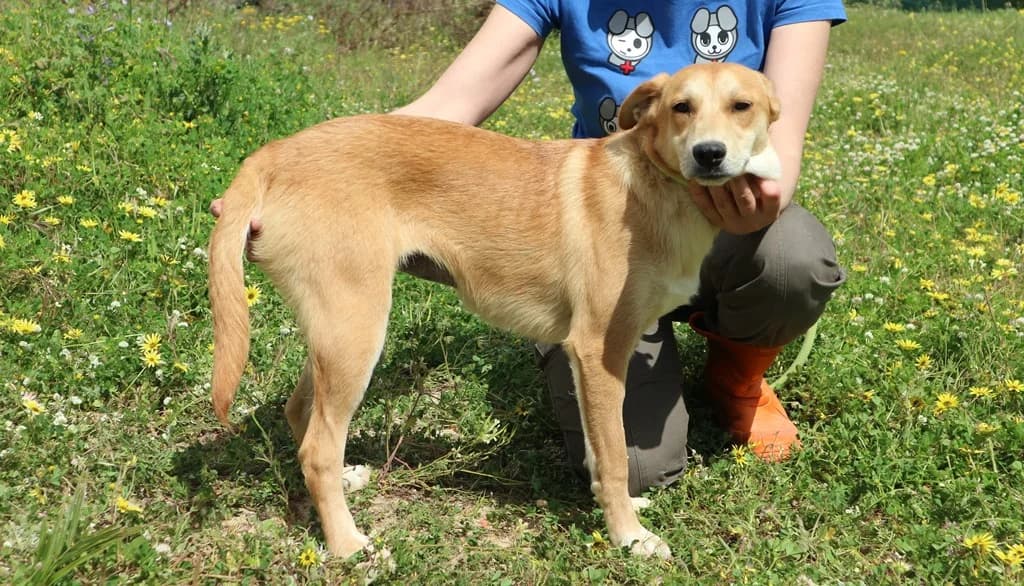 DARLA, Castanho Mel female senior Mixed Breed for adoption at O Cantinho da Milu, Lisbon