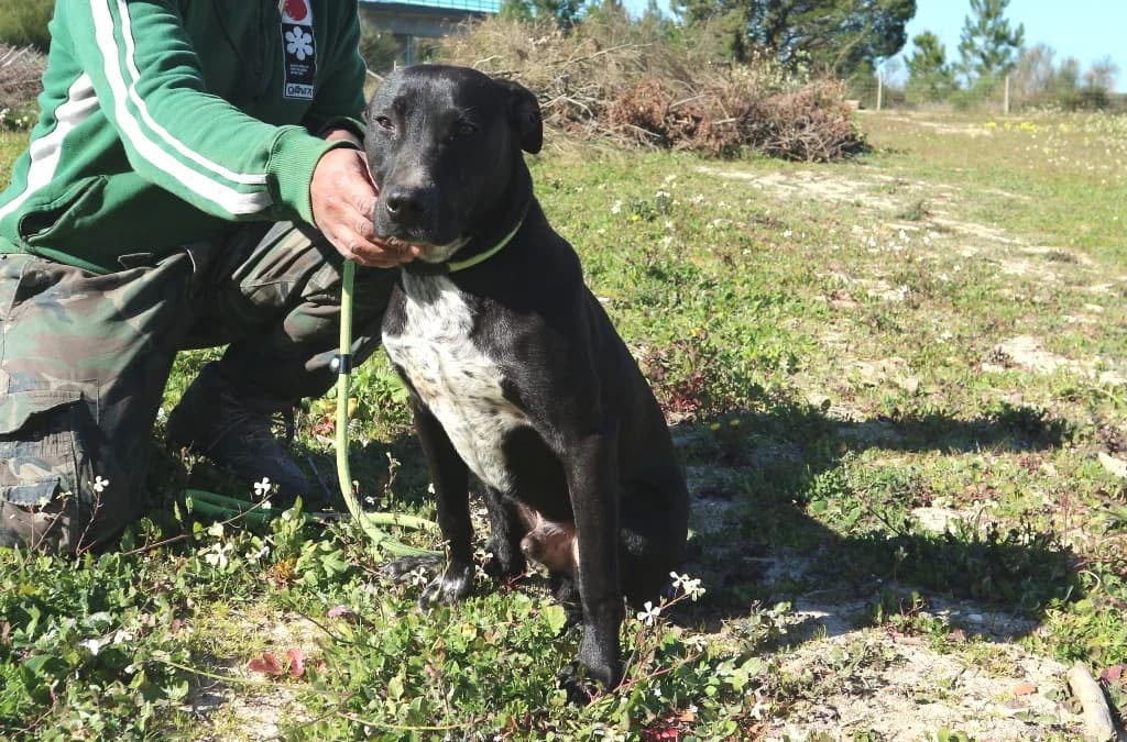 CESAR, Preto e Branco male senior Mixed Breed for adoption at O Cantinho da Milu, Lisbon