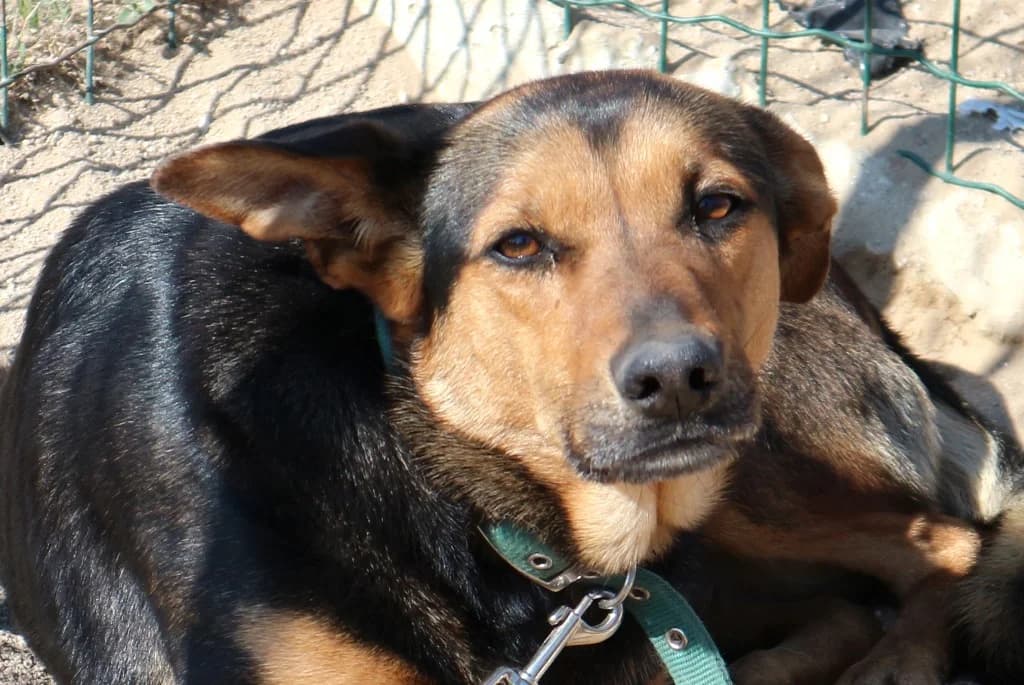 GOA, Preto e Castanho female senior Mixed Breed for adoption at O Cantinho da Milu, Lisbon