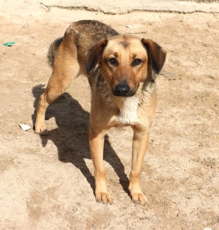 THAI, Castanho female senior Mixed Breed for adoption at O Cantinho da Milu, Lisbon