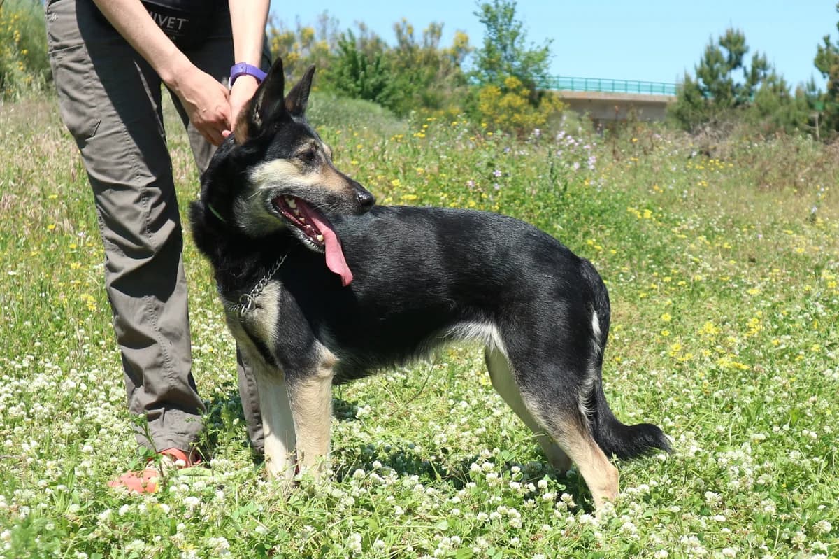 PEPSI, Preto e Castanho female senior mixed breed for adoption at O Cantinho da Milu, Lisbon