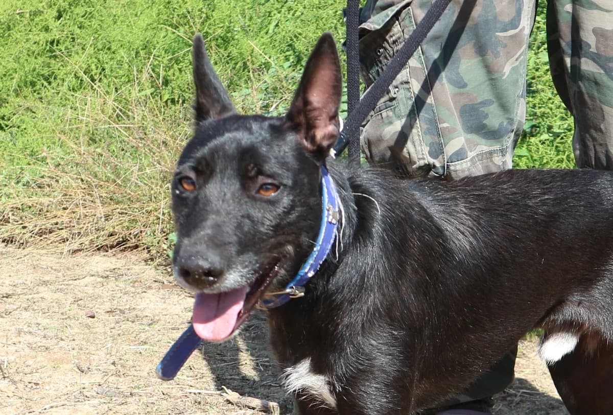 TROVÃO, Preto male senior Mixed Breed for adoption at O Cantinho da Milu, Lisbon