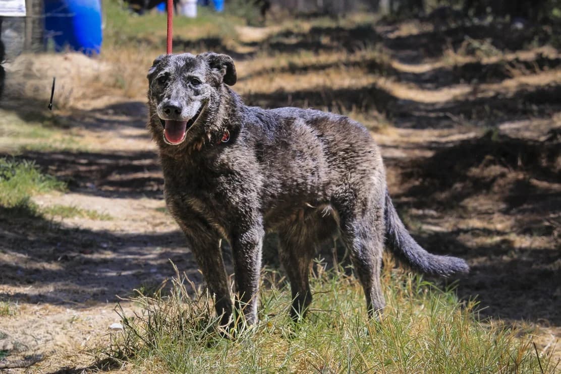 MAEVE, Preto e Castanho female 7yo Mixed Breed for adoption at O Cantinho da Milu, Lisbon
