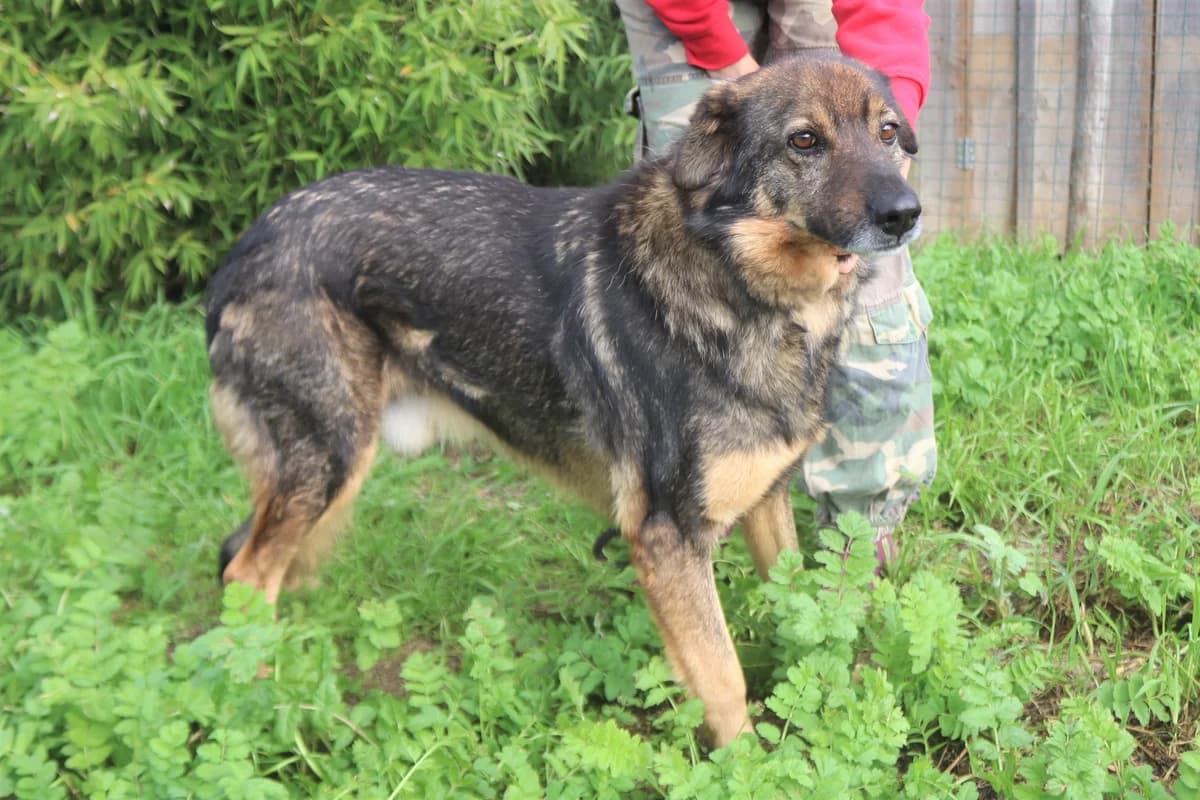 KIDOCE, Castanho male senior Mixed Breed for adoption at O Cantinho da Milu, Lisbon
