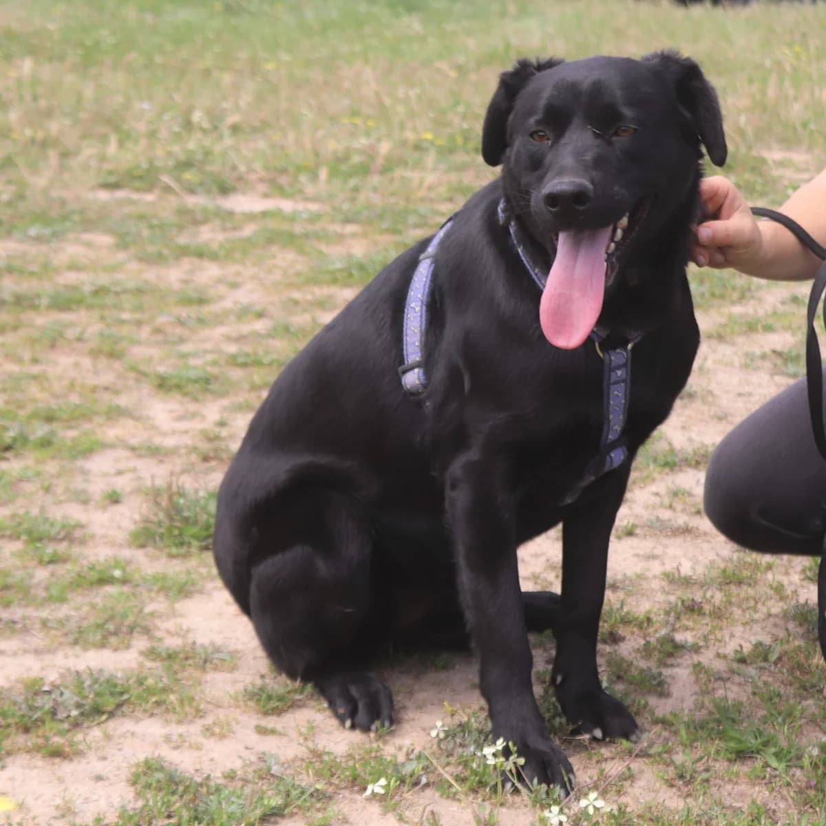 MILLIE, Preto female senior Mixed Breed for adoption at O Cantinho da Milu, Lisbon