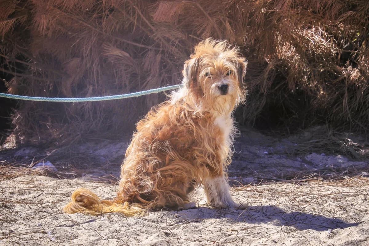 KIKAS, Castanho e Branco male senior Mixed Breed for adoption at O Cantinho da Milu, Lisbon