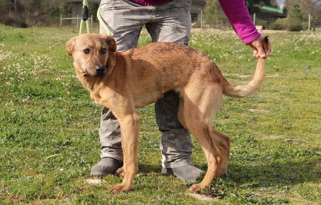 PETRA, Tigrado female senior Mixed Breed for adoption at O Cantinho da Milu, Lisbon