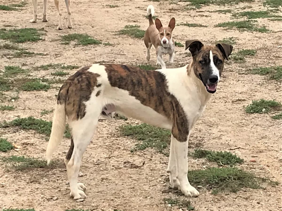CYRIL, Branco e Castanho male 7yo Mixed Breed for adoption at O Cantinho da Milu, Lisbon