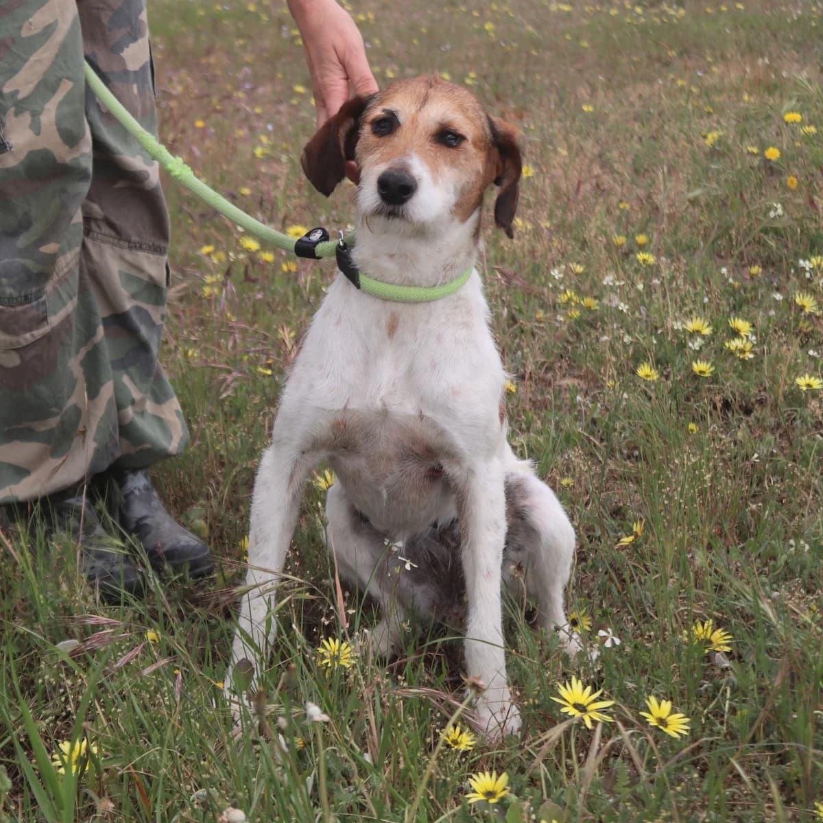 CAROL, Branco e Castanho female senior Mixed Breed for adoption at O Cantinho da Milu, Lisbon