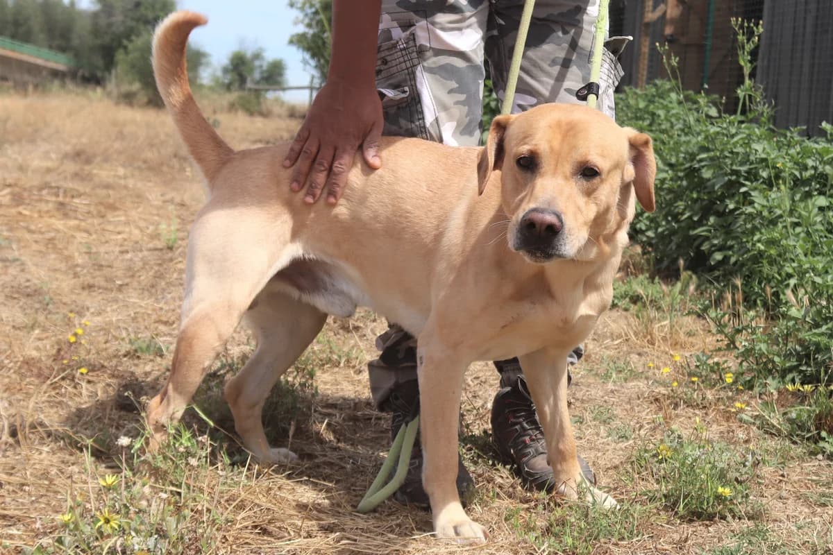 MARLEY, Creme male senior Labrador Retriever for adoption at O Cantinho da Milu, Lisbon
