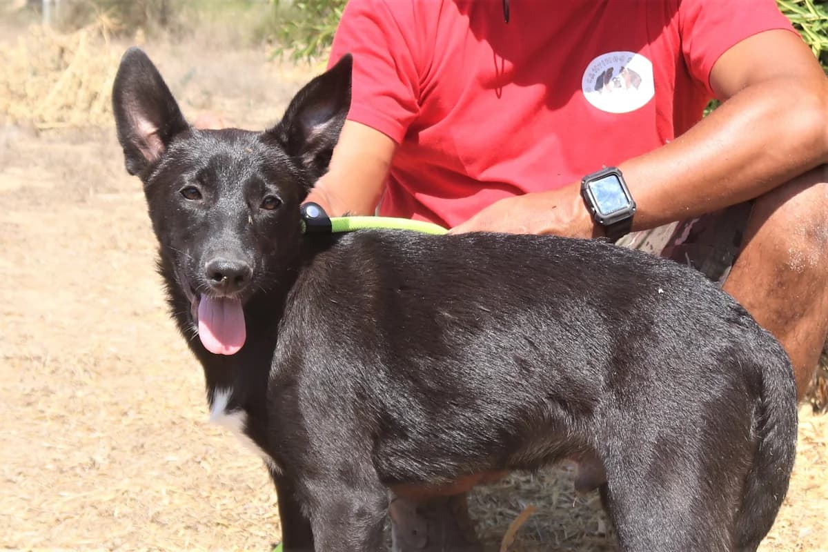 SANDRO, Preto male 7yo Mixed Breed for adoption at O Cantinho da Milu, Lisbon
