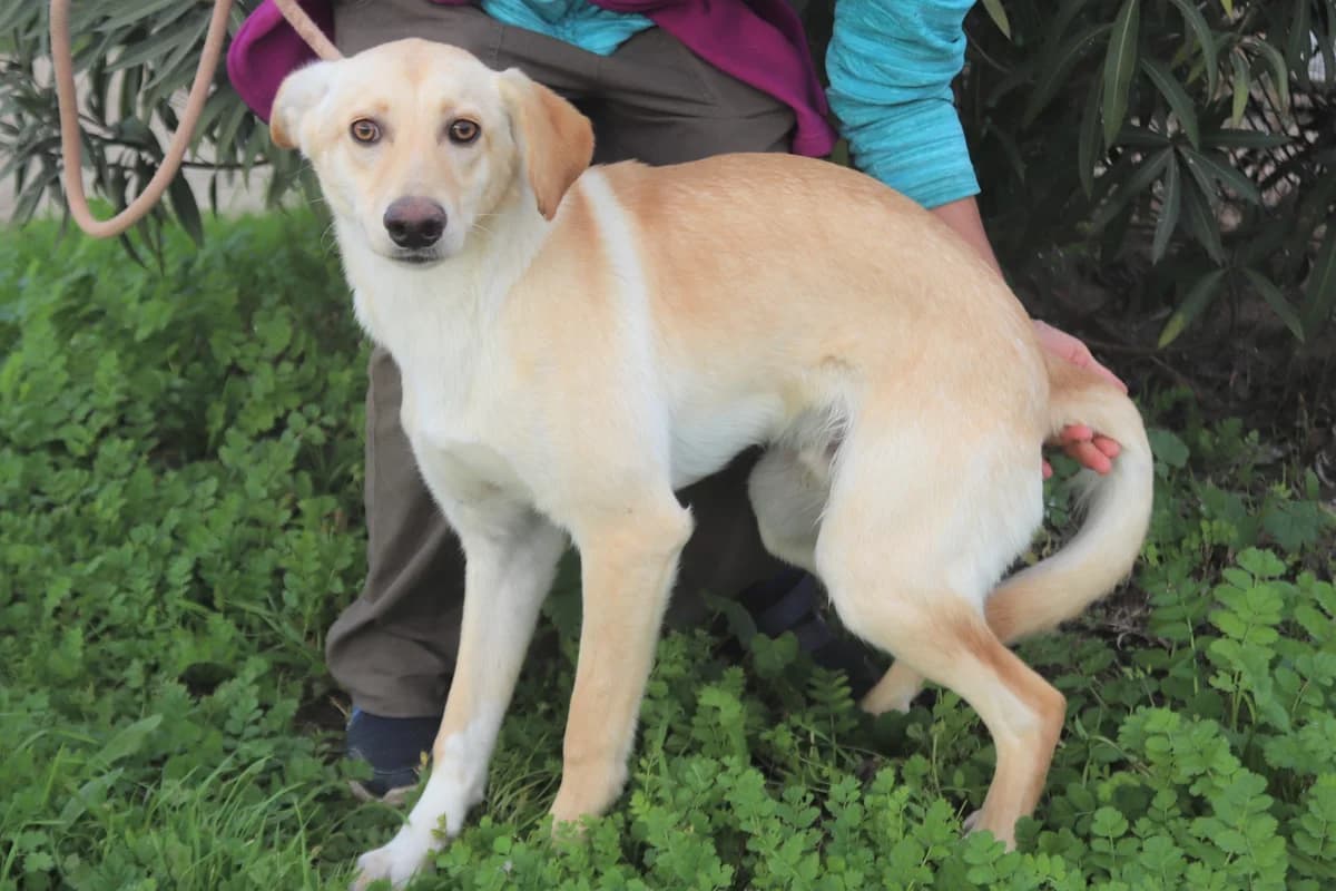 PAL, Creme male 7yo Mixed Breed for adoption at O Cantinho da Milu, Lisbon