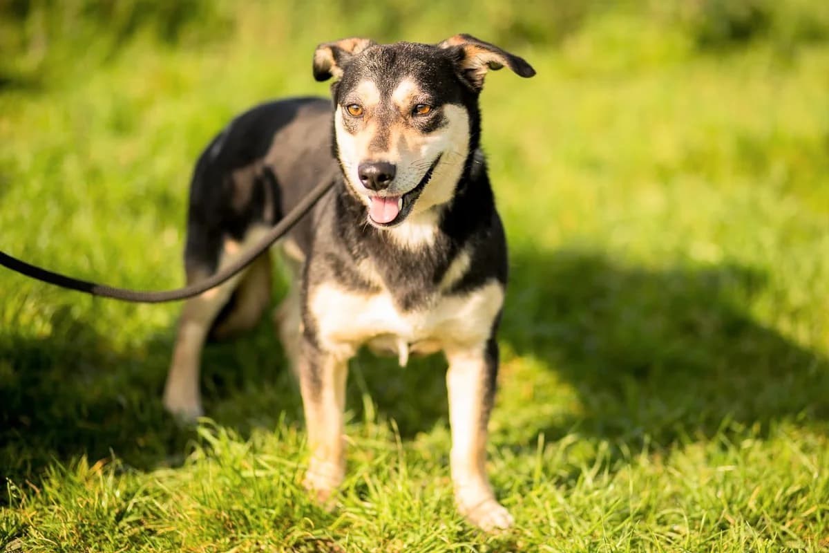 MONIQUE, Preto female senior Mixed Breed for adoption at O Cantinho da Milu, Lisbon