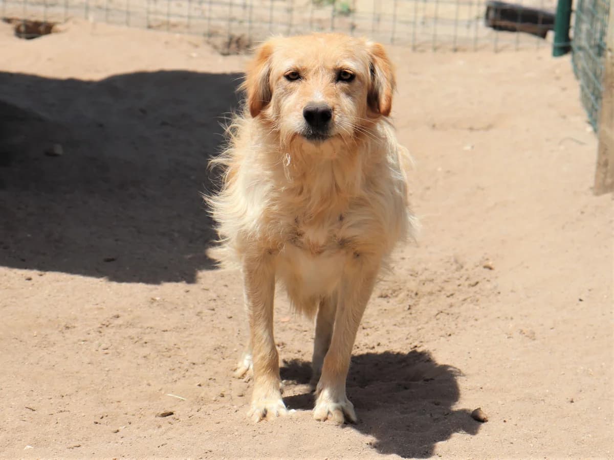 NUTTY, Creme female senior mixed breed for adoption at O Cantinho da Milu, Lisbon