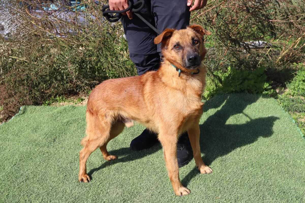 NICO, Castanho male senior Mixed Breed for adoption at O Cantinho da Milu, Lisbon