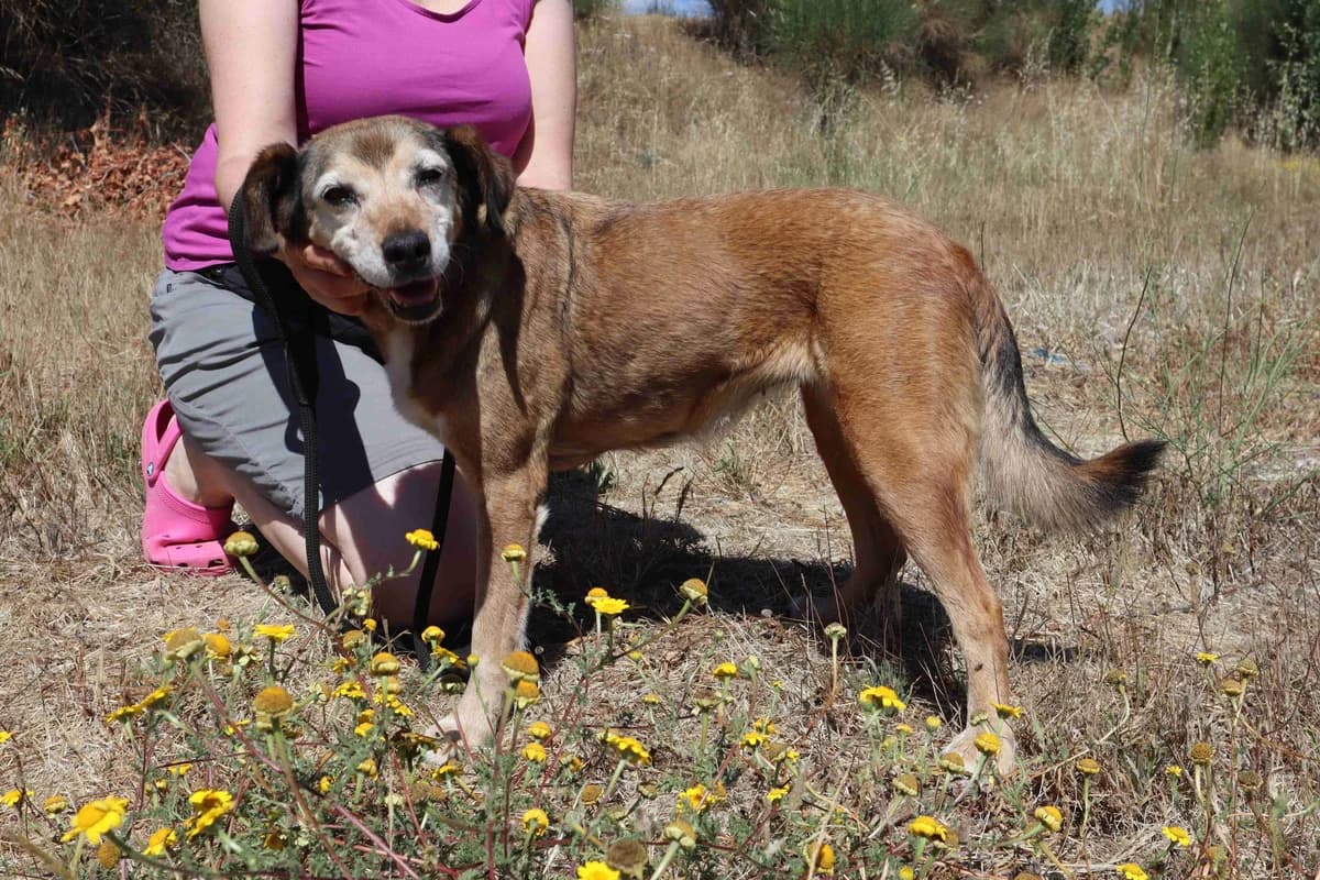 VAIDOSA, Castanho female senior Mixed Breed for adoption at O Cantinho da Milu, Lisbon