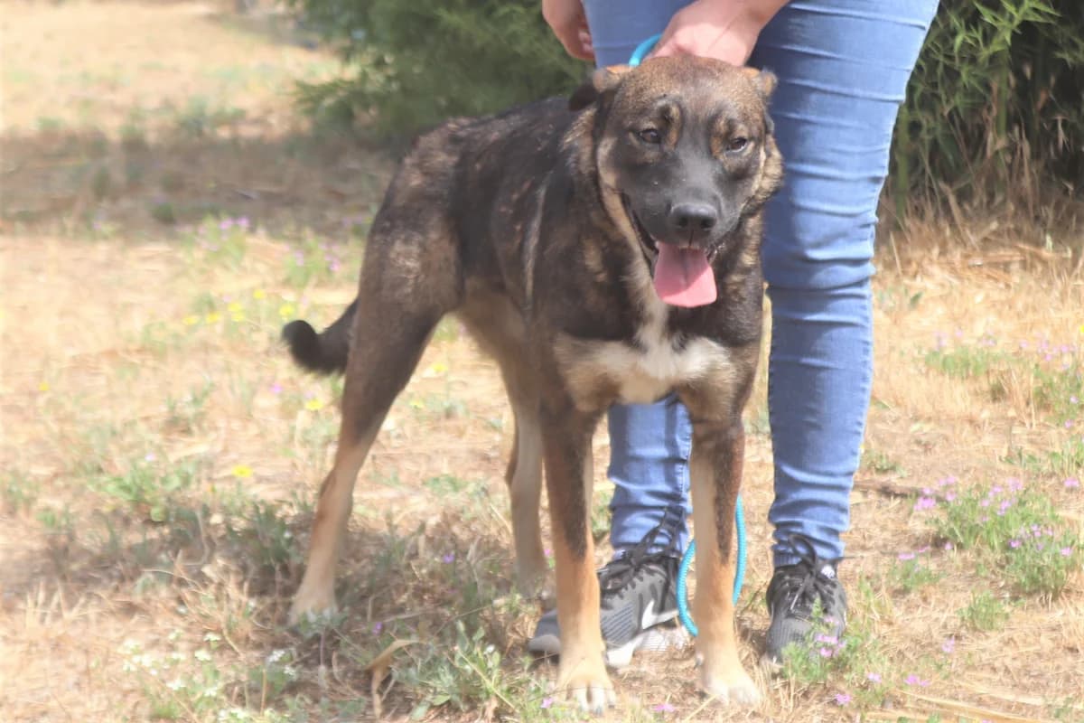 LYRA, Castanho female 7yo Mixed Breed for adoption at O Cantinho da Milu, Lisbon