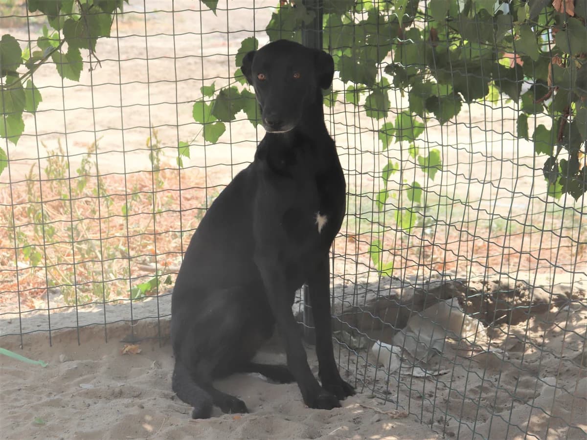 LORD, Preto male 6yo Mixed Breed for adoption at O Cantinho da Milu, Lisbon
