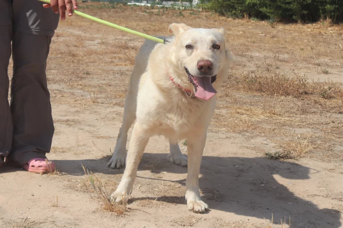 ROCKY, Branco male senior Mixed Breed for adoption at O Cantinho da Milu, Lisbon