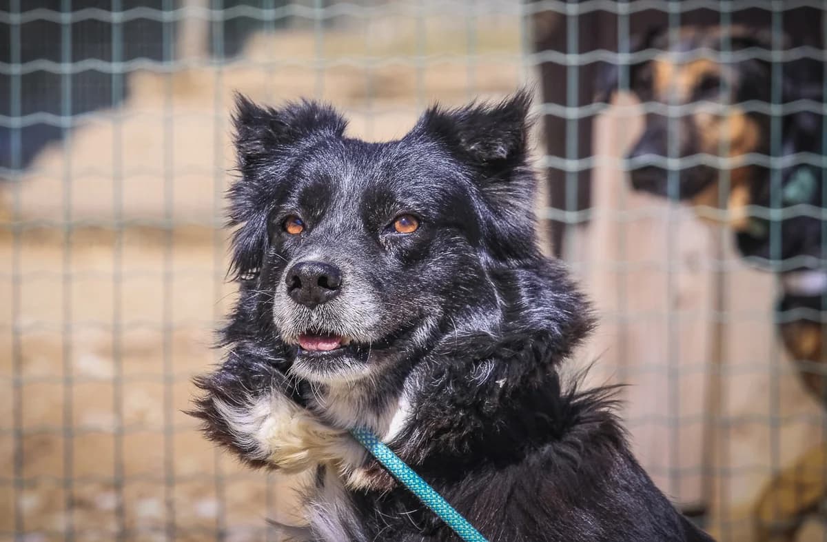 INDIA, Preto female 7yo Mixed Breed for adoption at O Cantinho da Milu, Lisbon