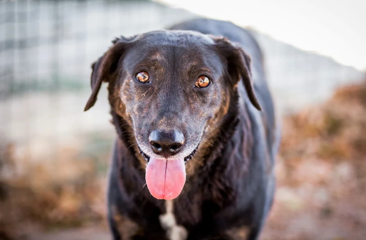 RITA, Preto e Castanho female senior Mixed Breed for adoption at O Cantinho da Milu, Lisbon