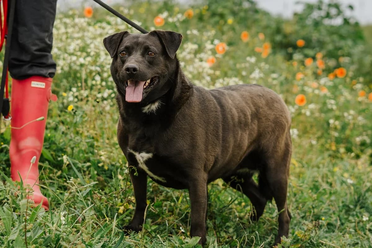 BANDIDA, Preto female senior Mixed Breed for adoption at O Cantinho da Milu, Lisbon