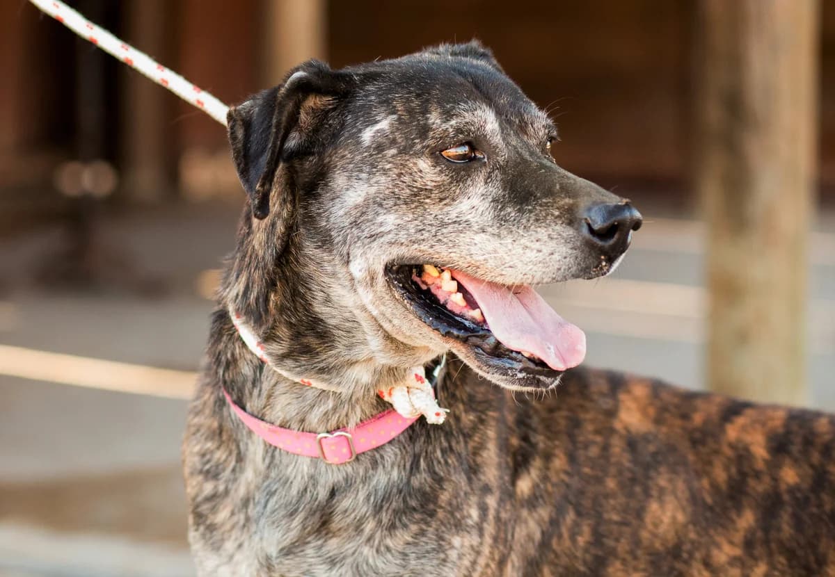 GARY, Tigrado male senior Mixed Breed for adoption at O Cantinho da Milu, Lisbon