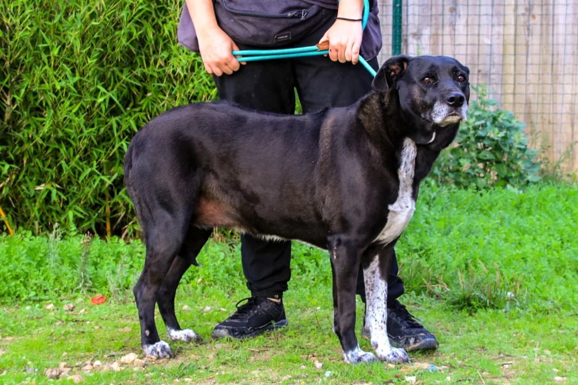 CHEWY, Preto e Branco female Rhodesian Ridgeback for adoption at O Cantinho da Milu, Lisbon