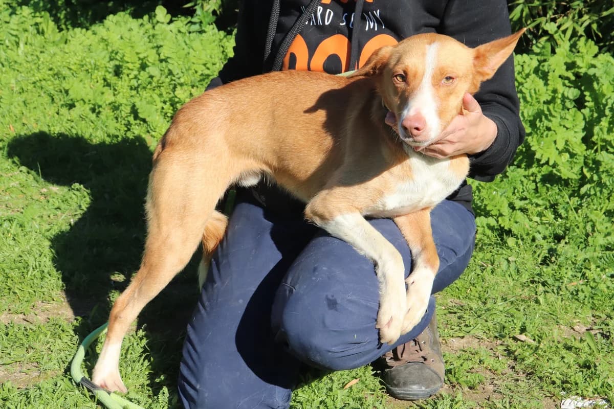 PINO, Castanho Mel male 7yo mixed breed for adoption at O Cantinho da Milu, Lisbon