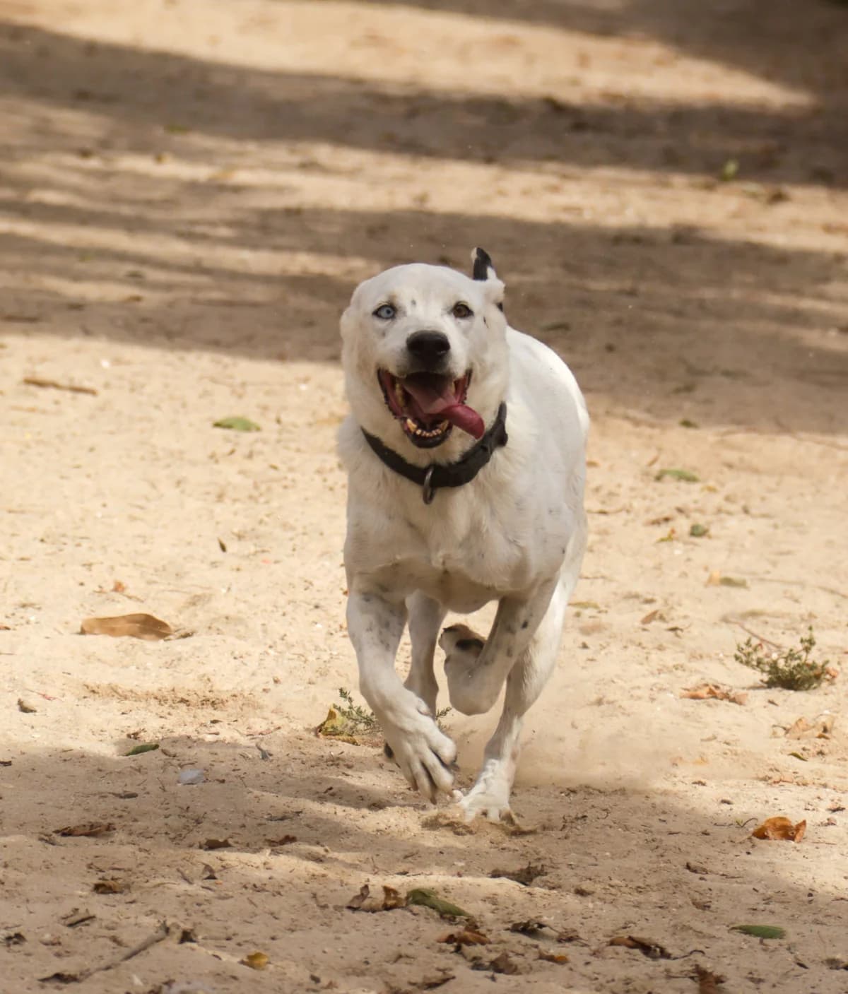 PHOENIX, Branco male senior Mixed Breed for adoption at O Cantinho da Milu, Lisbon