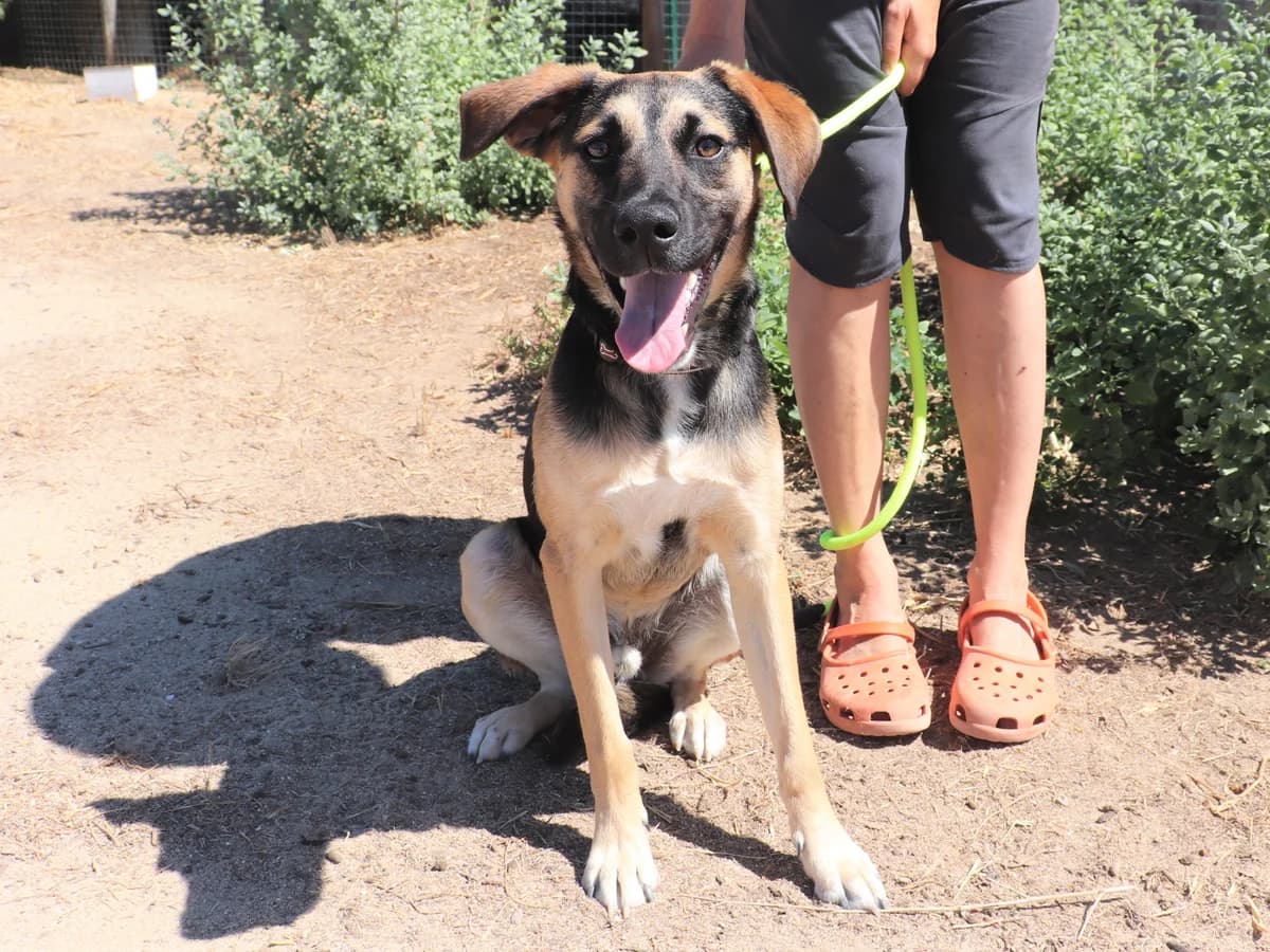 KRUMEL, Preto e Castanho male 5yo Mixed Breed for adoption at O Cantinho da Milu, Lisbon