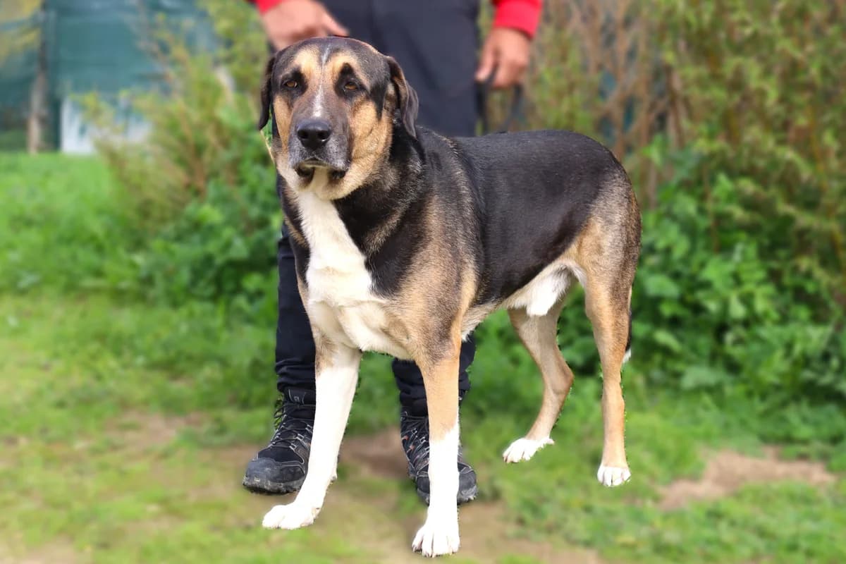 MIKKO, Preto male 5yo Mixed Breed for adoption at O Cantinho da Milu, Lisbon