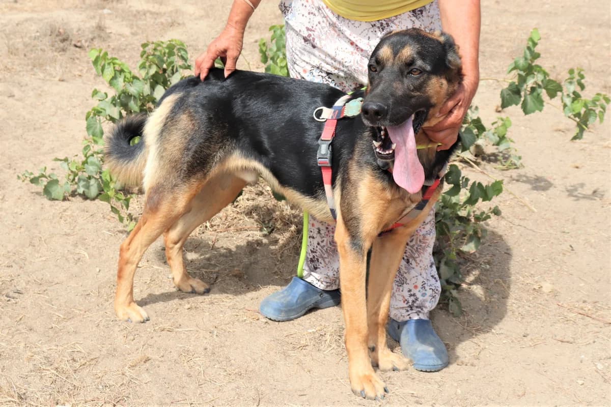 MAX, Preto e Castanho male senior mixed breed for adoption at O Cantinho da Milu, Lisbon