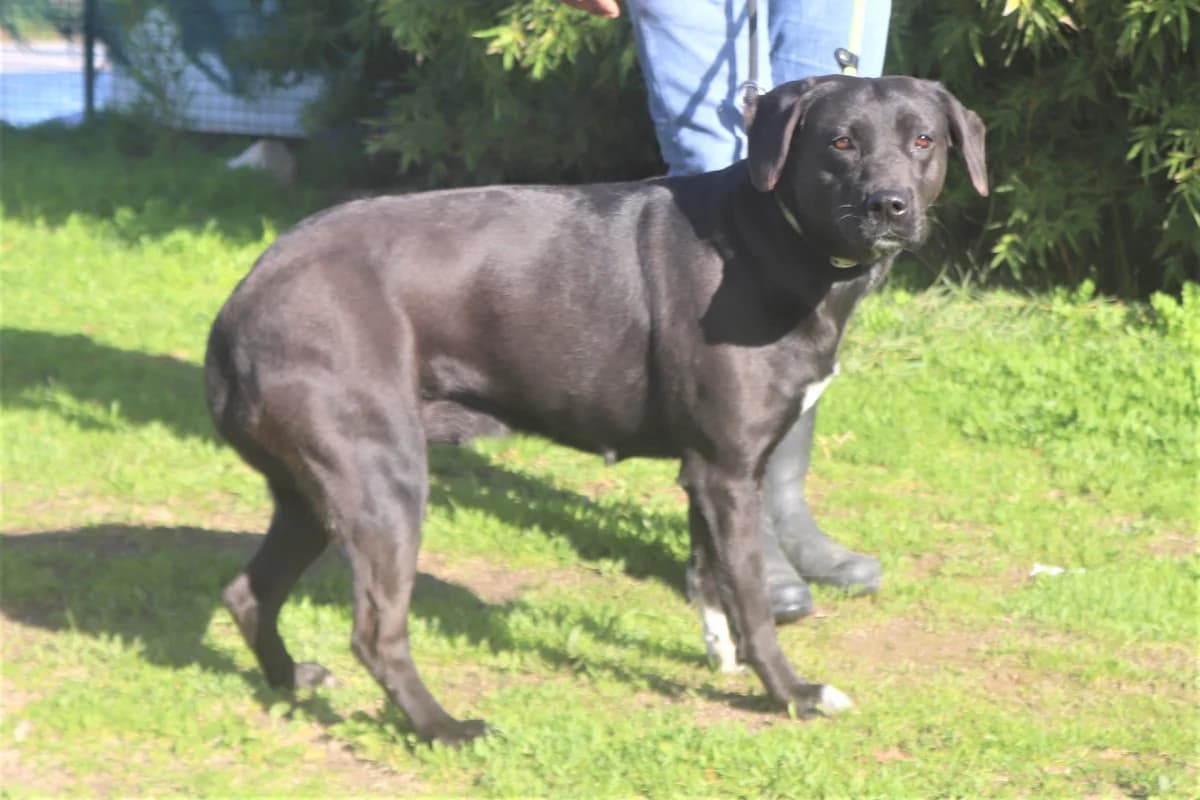 ANNIE, Preto female 7yo Labrador Retriever for adoption at O Cantinho da Milu, Lisbon