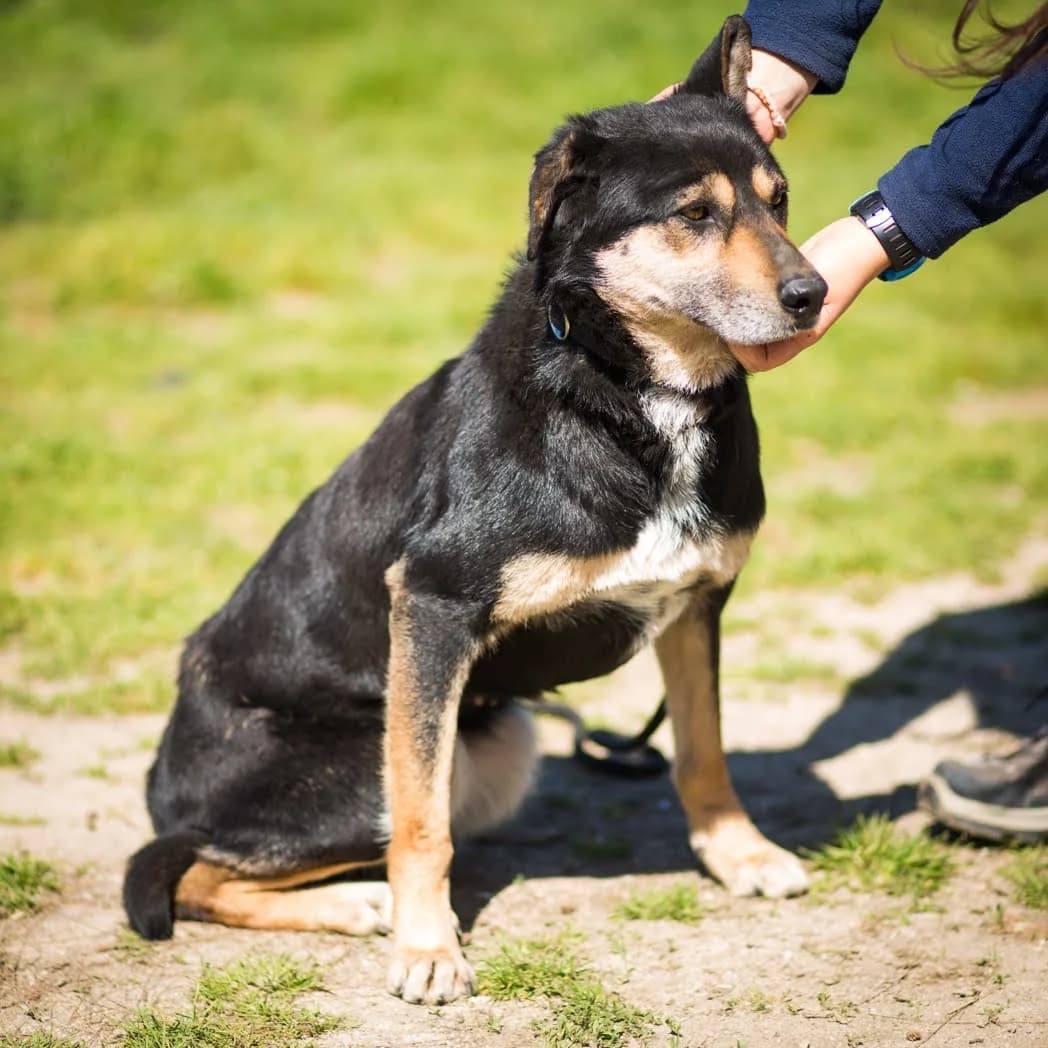 EASTER, Preto e Castanho female senior Mixed Breed for adoption at O Cantinho da Milu, Lisbon