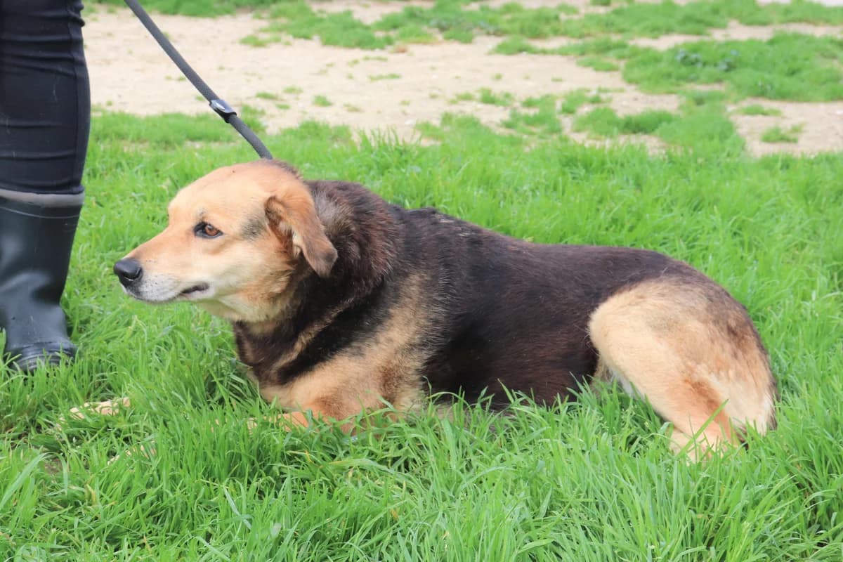 CLARINHA, Preto e Castanho female senior Mixed Breed for adoption at O Cantinho da Milu, Lisbon