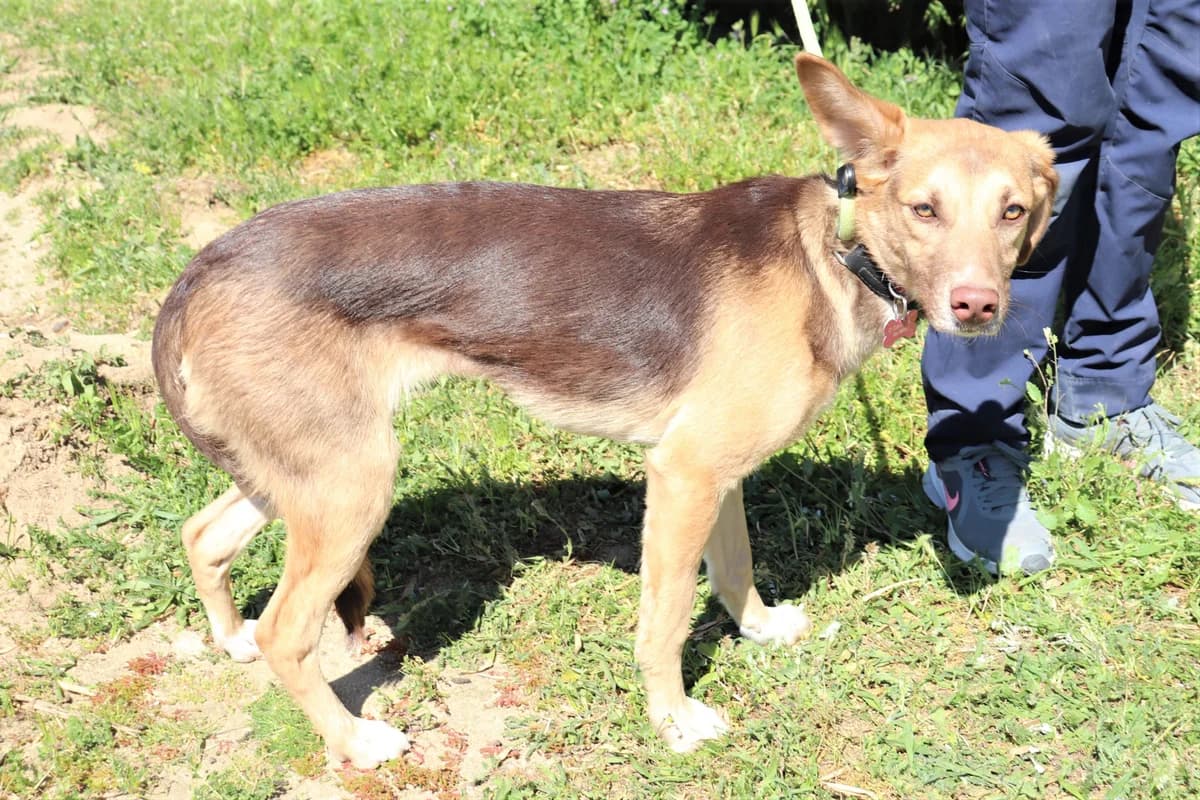 JILL, Castanho female 6yo Mixed Breed for adoption at O Cantinho da Milu, Lisbon