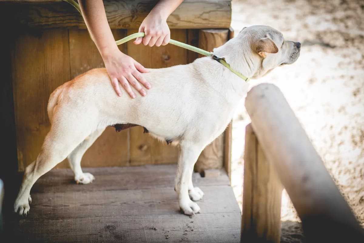 KIM, Creme female 7yo mixed breed for adoption at O Cantinho da Milu, Lisbon