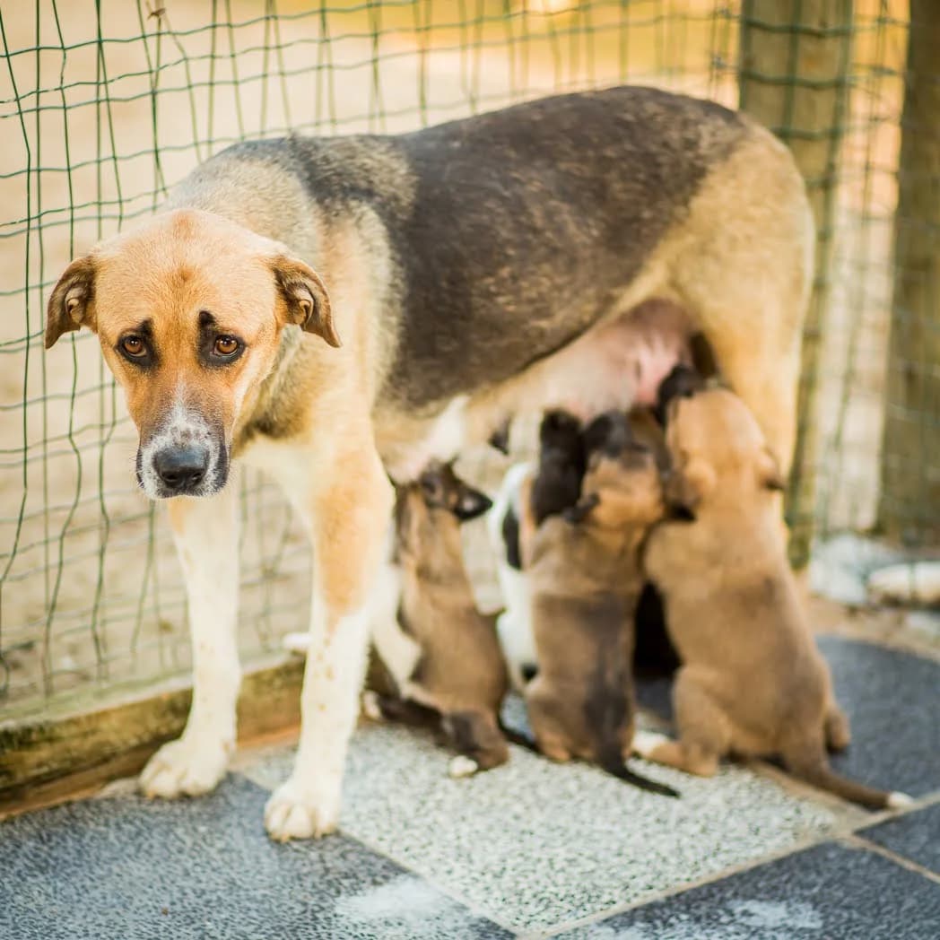 MADONA, Tricolor (Calico) female 7yo Mixed Breed for adoption at O Cantinho da Milu, Lisbon