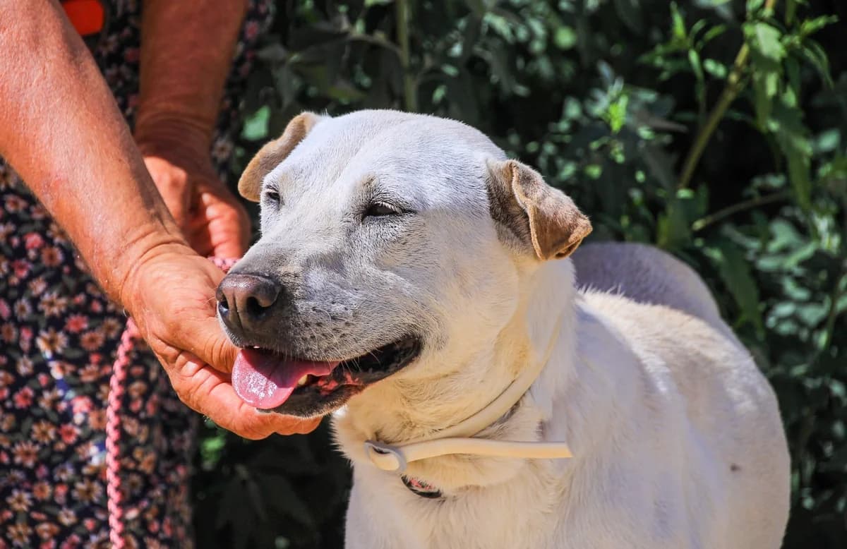 KIKA, Branco female senior mixed breed for adoption at O Cantinho da Milu, Lisbon
