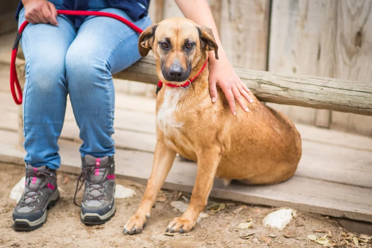MELBA, Castanho female 7yo Mixed Breed for adoption at O Cantinho da Milu, Lisbon