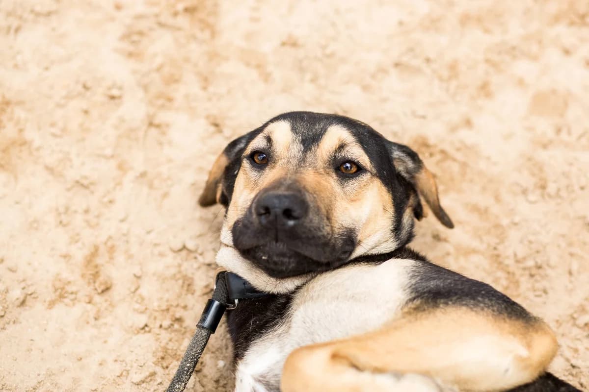 DAISY, Preto e Castanho female 6yo Mixed Breed for adoption at O Cantinho da Milu, Lisbon