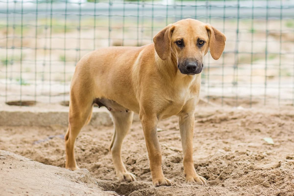 WAFFLE, Castanho female senior Mixed Breed for adoption at O Cantinho da Milu, Lisbon